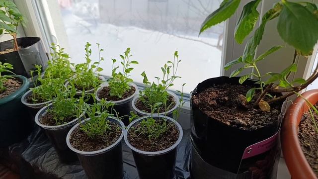 03-03-2025.Жизнь в деревне 🏠 смотреть онлайн