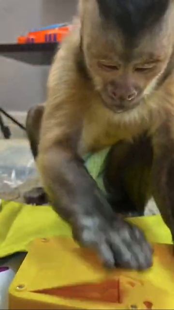 Funny monkey 2021 Part 22 | Monkey Nastya смотреть онлайн