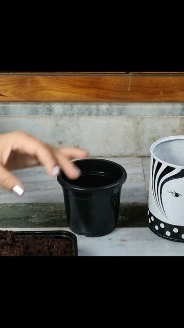 Spider Plant Potting in Home-Made Creative Planter Pot #shorts смотреть онлайн