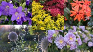 Многолетники в моем саду. Северо-Западный регион.