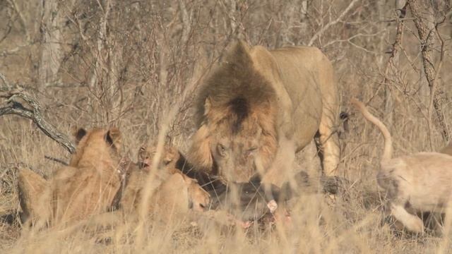 Male Lion attacks his own cub (Birmingham Pride - Kruger National Park) смотреть онлайн