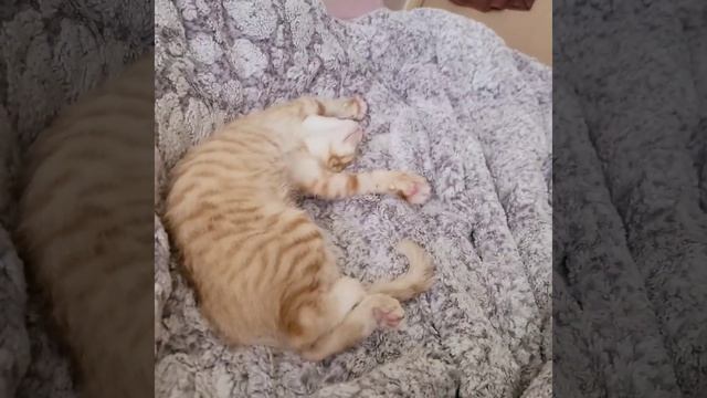 잠자는 고양이 자세 #고양이 #잠버릇 смотреть онлайн