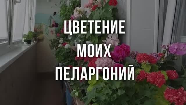 Цветение моих пеларгоний. Выпуск от 03.06.22