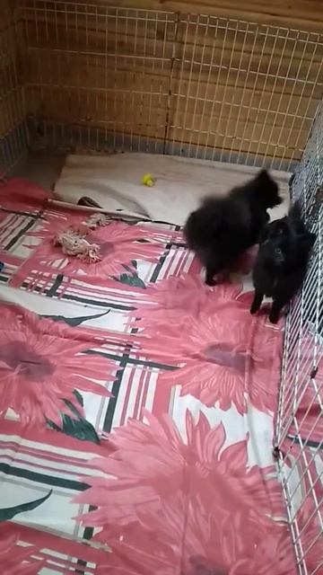 Черные шпицы смотреть онлайн