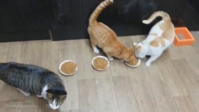 смешные кошки 2014 смотреть онлайн