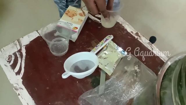 Moina unboxing in Tamil//moina culture//Betta live food//S.G Aquarium смотреть онлайн