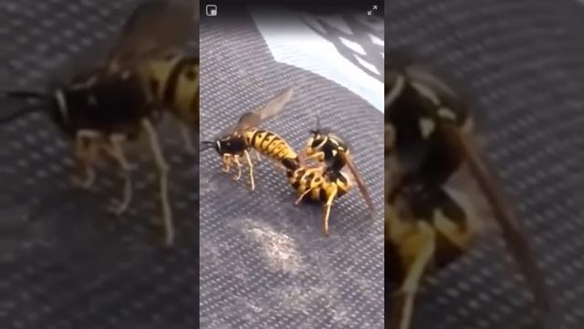 Funny bees are mating 😂 смотреть онлайн