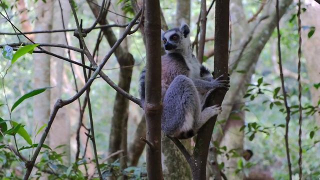 animal/music смотреть онлайн