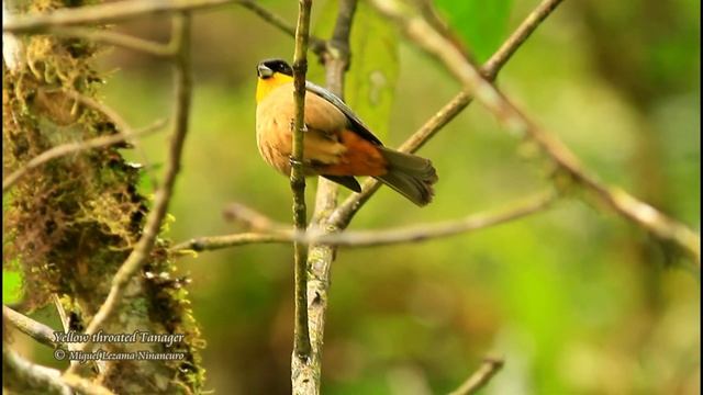 Yellow-throated Tanager - Rocotal, Manu Road - Peru. смотреть онлайн
