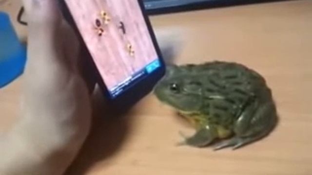 ДАЛ ЖАБЕ ПОИГРАТЬ НА ТЕЛЕФОНЕ смотреть онлайн