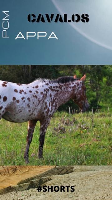 Cavalos APPALOOSA #Shorts смотреть онлайн