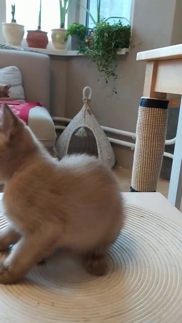 Американская традиционная бурма. мальчик Шампань. смотреть онлайн