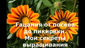 Гацания от посева до пикировки