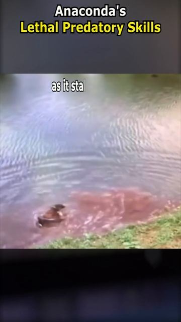 Anaconda's Lethal Predatory Skills смотреть онлайн