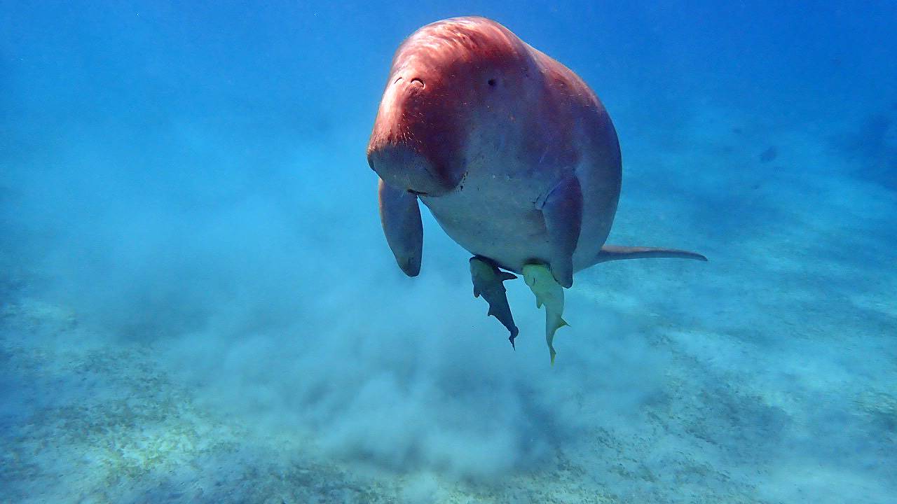 Из жизни дюгоня