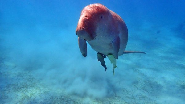 Из жизни дюгоня