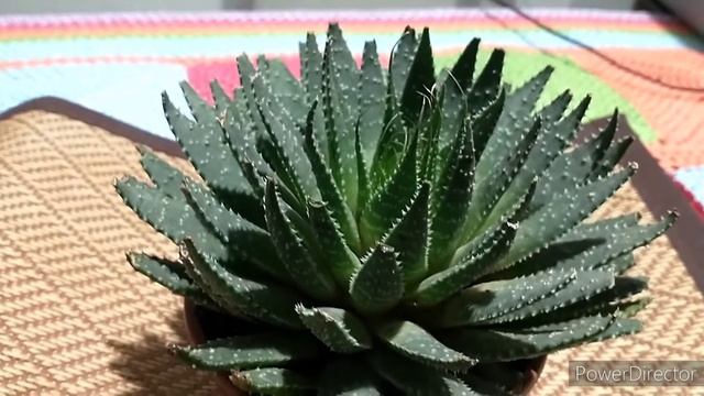 Aloe aristata e seus cuidados смотреть онлайн