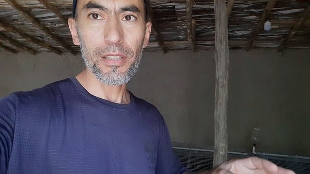 Нима бу ??? Қуён сўйиш, қадоқлаш ва сотиш. Убой кролика, упаковка и продажа смотреть онлайн