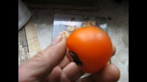 Хурма "Божий Дар "