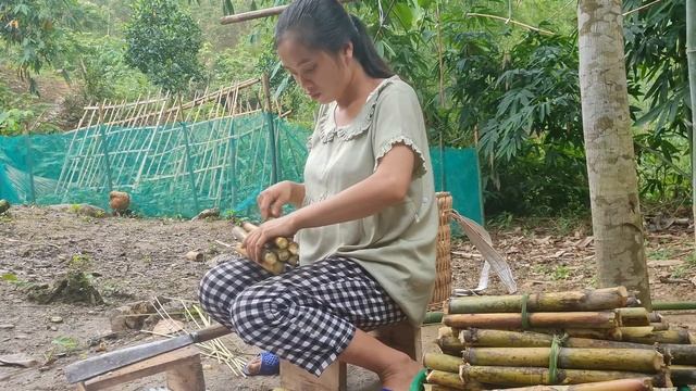 Single Mother's Efforts To Make Money, Bringing Sugarcane To The Market To Sell