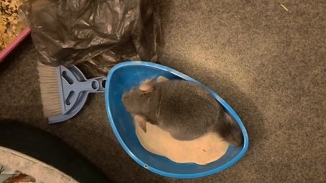 Video_2025-03-03_21-09-15