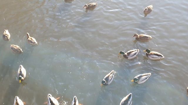 Осень. Утки. Парк Маяковского. ЦПКиО.