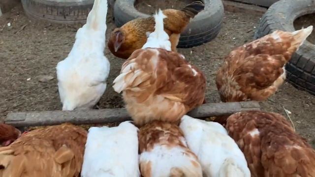 Шапка улетела в снег🤦🏼_♀️🐓🐓мешанка курам_куры ночью походу всё-таки не спят🤷🏼_♀️сколько яиц се смотреть онлайн