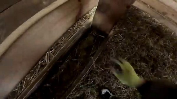 Я не смог это сделать ! Корм купил ! ХУТОР В ЛЕСУ №612