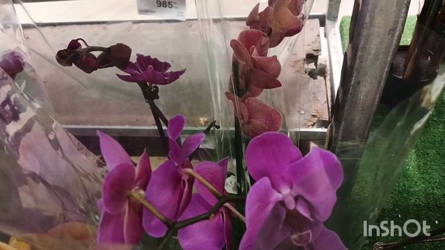 Обзор орхидей,ул.Новороссийская(Краснодар смотреть онлайн