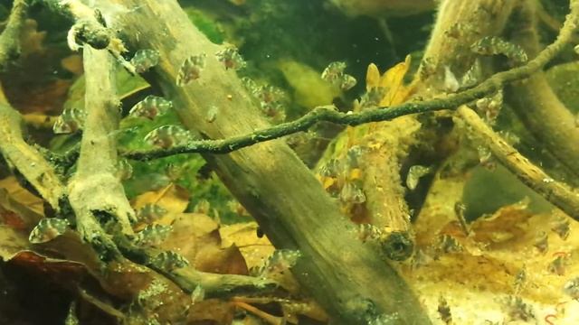 Uaru Amphiacanthoides fry day 14 смотреть онлайн