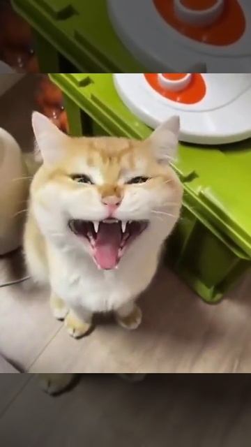 коты поют😂😂😂😁#кот #животные #приколы #смех #смешно #shorts смотреть онлайн