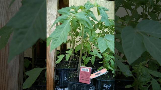 До 10 растений томата из одной семечки гибрида!!! 🍅✅😮 #рассада #рассадапомидор #рассадатоматов #f1 смотреть онлайн