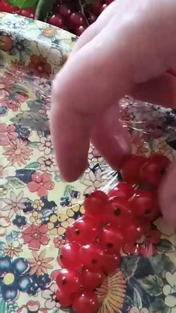 заготовки из красной смородины. видео на канале