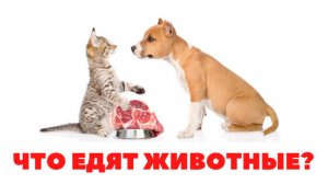 УЧИМ ЧТО ЕДЯТ ЖИВОТНЫЕ для детей - развивающие мультики, обучающее  видео для малышей на русском.