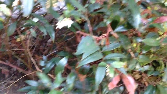 春のセイヨウイワナンテン　Leucothoe axillaris (Healing video) смотреть онлайн