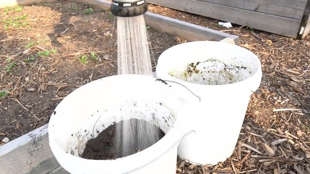 Proof that ANYBODY can Grow Potatoes in Buckets! The Chittiest Potatoes on YouTube смотреть онлайн