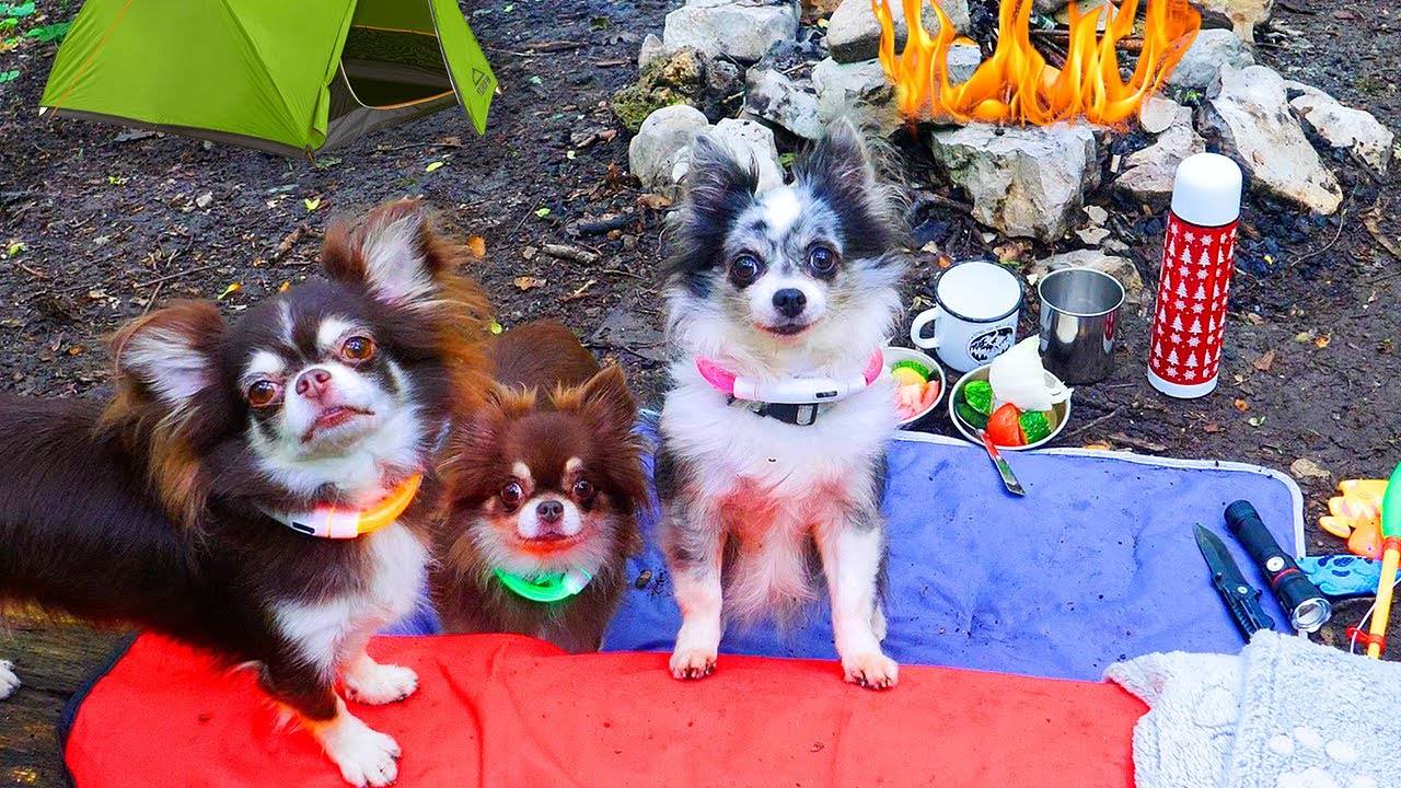 ИДЁМ В ПОХОД! Питомцы против выживания в лесу! 🌲🐕 смотреть онлайн