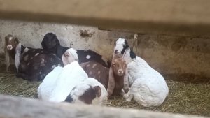 До какого возраста мы кормим козлят молоком) Как приучаем к воде)