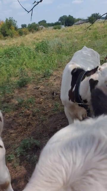 Говорят мучное есть нельзя😂 #жизньвдеревне #ферма #крс смотреть онлайн