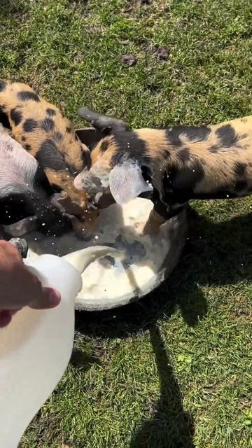 PIG MILK смотреть онлайн