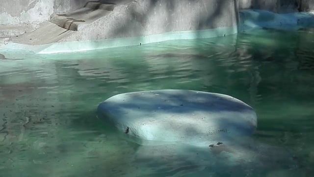 тюлени... смотреть онлайн