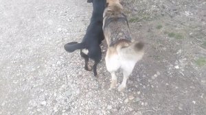 Пёс 2 сезон 3 серия  на дороге