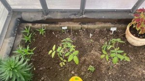 Ночные заморозки | Лайфхак по обогреву теплицы