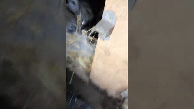 кролики у бабушки смотреть онлайн