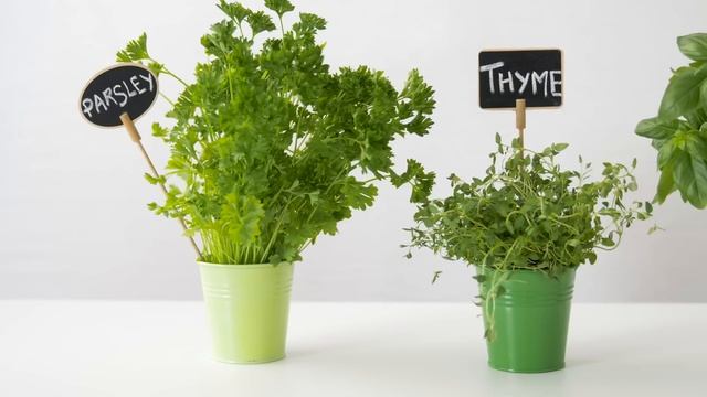 Trees for Kids | Learn all about trees in this fun educational video for kids смотреть онлайн