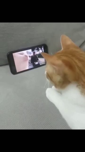 кошки на созвоне😄