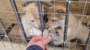 После ветклиники