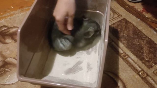 Шиншилла купается смотреть онлайн