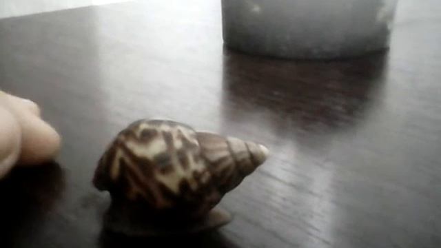 Улитка алиса хочет съесть мой палец смотреть онлайн