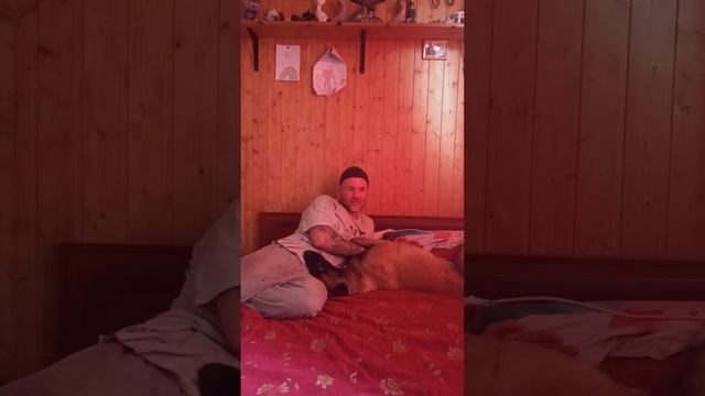 Малинуа.История Шэда,-собаки у которой нет ушей.Счастлив,свободен и любим🙂🐺 смотреть онлайн